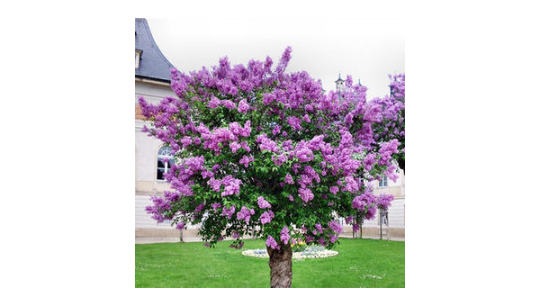 院子里种丁香花风水好吗