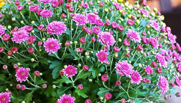 院子里种鸡冠花风水好吗