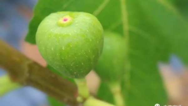 庭院种无花果树风水好吗
