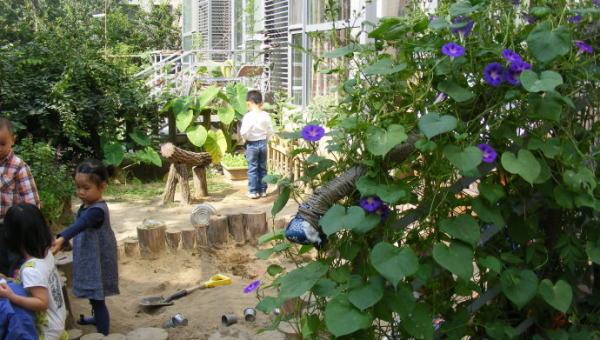 院子里种牵牛花风水好吗