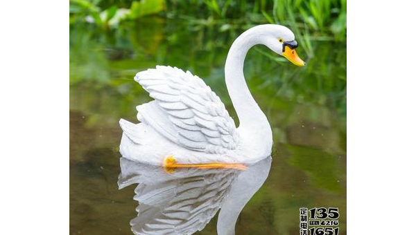 院子里养天鹅的风水讲究