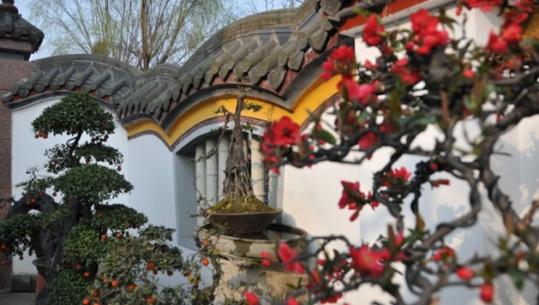 院子里种海棠花风水好吗