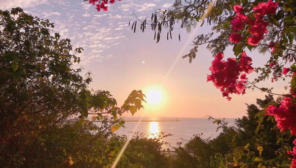 院子里种樱花树风水好吗