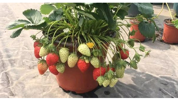 阳台种草莓风水好吗