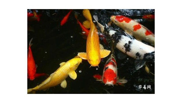 家里放鱼缸养金鱼风水好吗