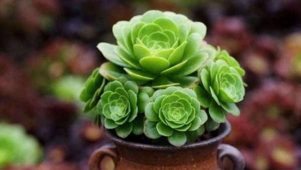 阳台养多肉风水好吗