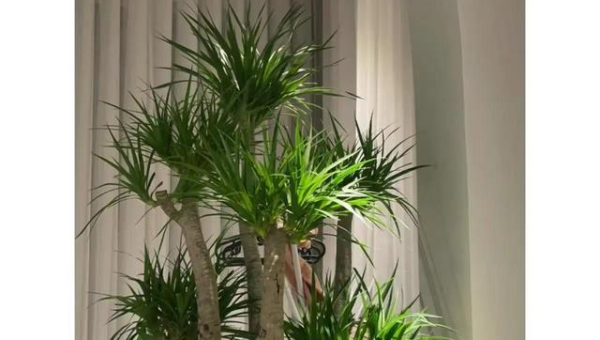 家门口种龙血树风水好吗