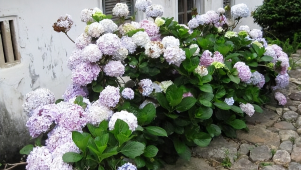 院子里种绣球花风水好吗