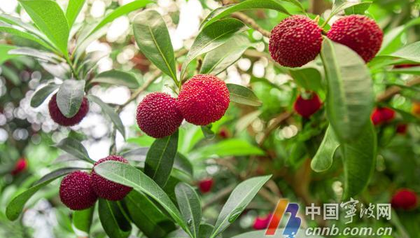 家门口种杨梅树风水好吗