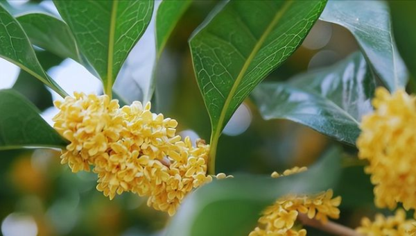 店铺门口种桂花树风水好吗