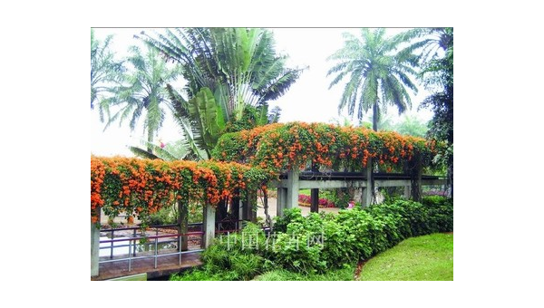 院子里建木质花架种凌霄花风水好吗