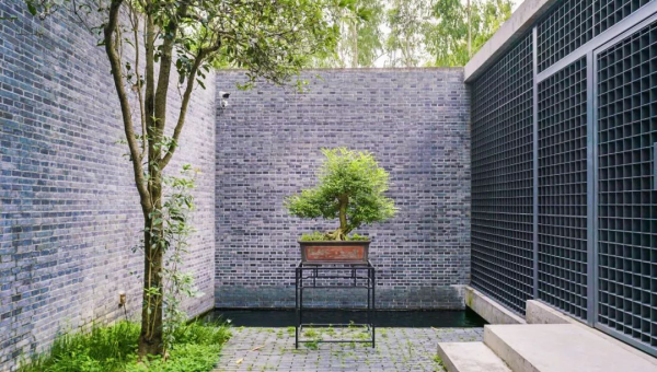 院子里种玫瑰花风水好吗