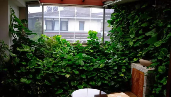 阳台养绿萝风水好吗