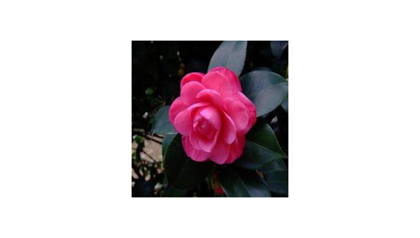 院子里种山茶花风水好吗