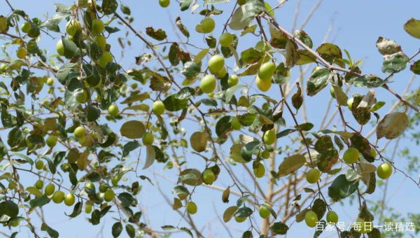家门口种白玉兰树风水好吗