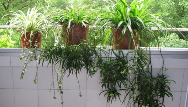 阳台养吊兰风水好吗