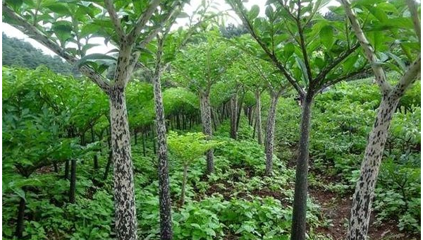 家门口种合欢树风水怎么样