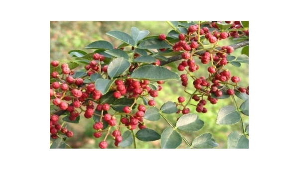 院子里种花椒树风水好吗