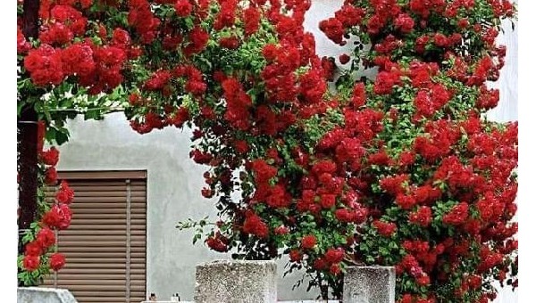 院子里种紫薇花风水好吗