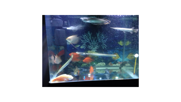 办公室放鱼缸养锦鲤风水好吗