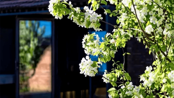 院子里搭个竹棚种南瓜风水好吗