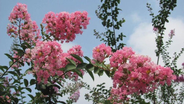 庭院种紫薇树风水好吗