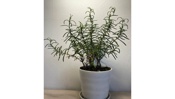 阳台种迷迭香风水好吗