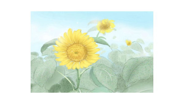 阳台种植石榴花的北方风水探讨