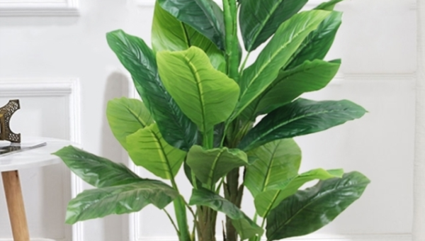 办公室放绿植架风水好吗