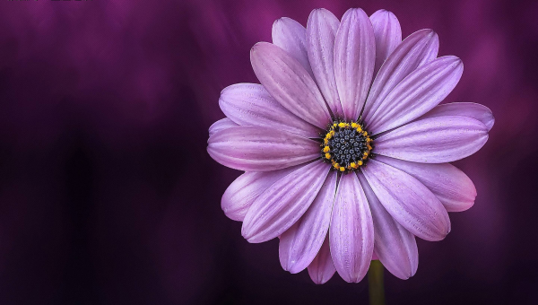 店铺收银台放招财树好吗风水