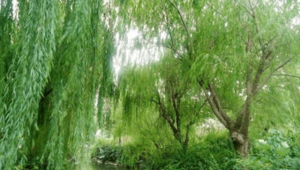 院子里种植柳树的风水好处