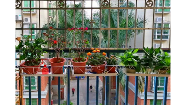 阳台栏杆挂多肉吊篮风水好吗