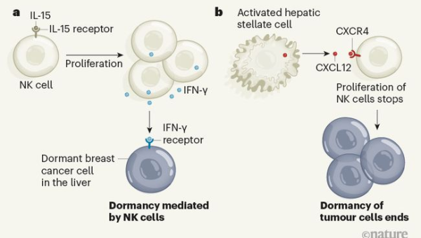 Subversion（SVN）迁移指南：从老旧版本控制系统过渡到 Git 的 5 个步骤