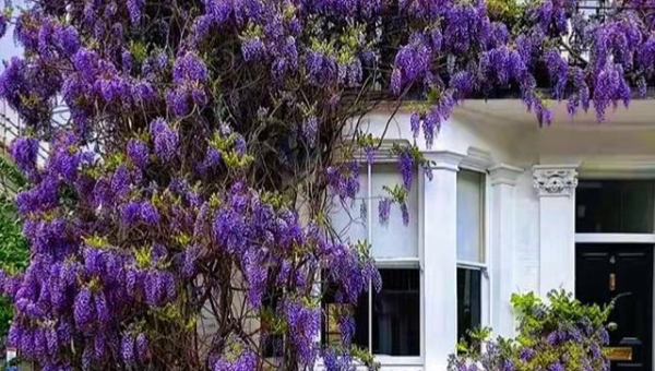 院子里种紫丁香风水怎么样