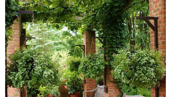 院子里搭个遮阳网种爬藤植物风水好吗