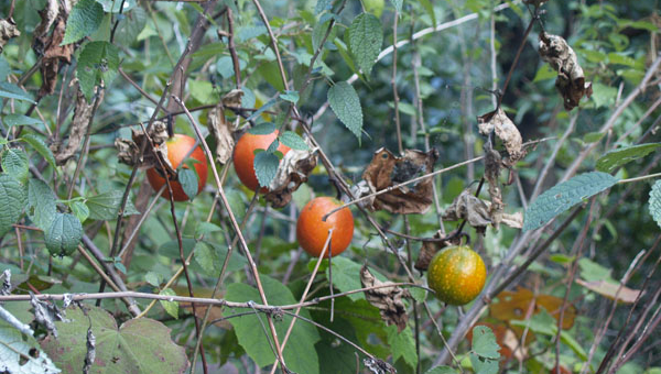 家门口种枣树风水好吗