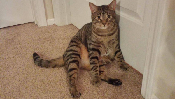 家门口种竹子风水好吗