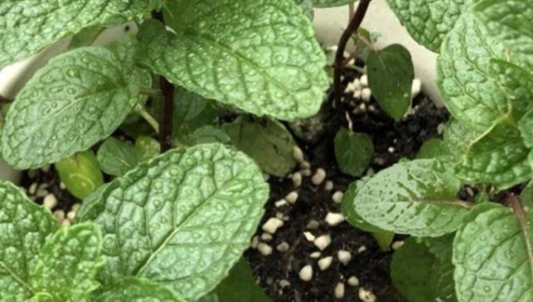 阳台种薄荷风水好吗