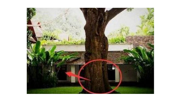 家门口种梨树风水好吗