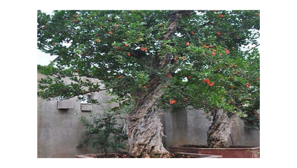 院子里种水杉树风水怎么样