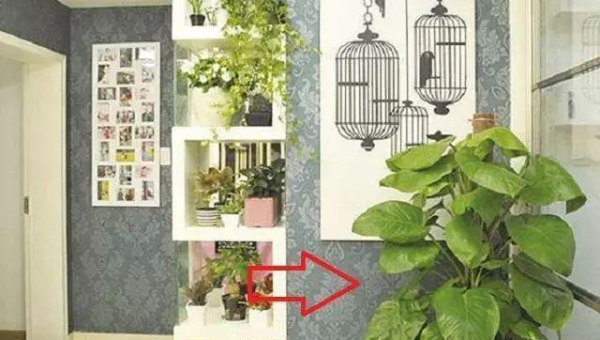 办公室放绿植墙风水好吗