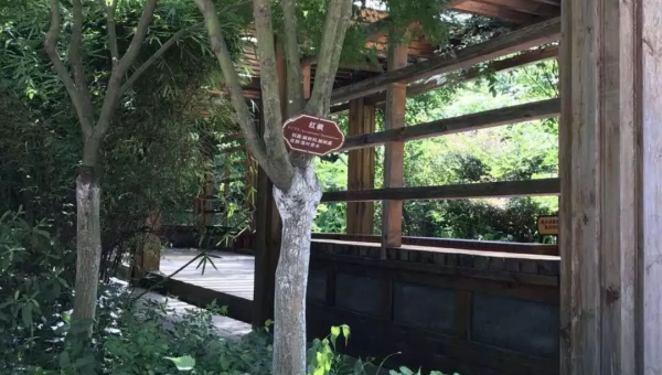 庭院种香椿树风水好吗