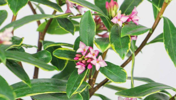 家里大门装指纹锁风水好吗