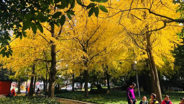 家门口种银杏树风水好吗