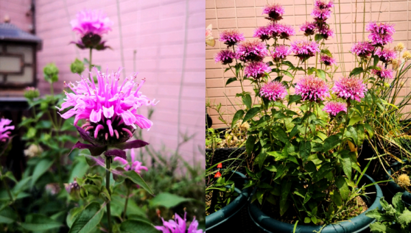 阳台种植木槿花的北方风水分析