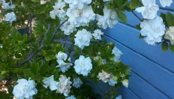 院子里种茉莉花风水好吗