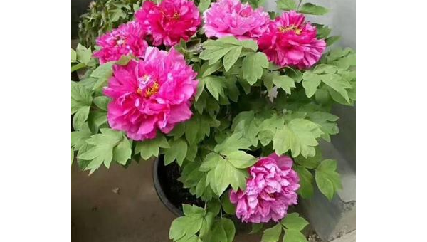 院子里种牡丹花风水好吗