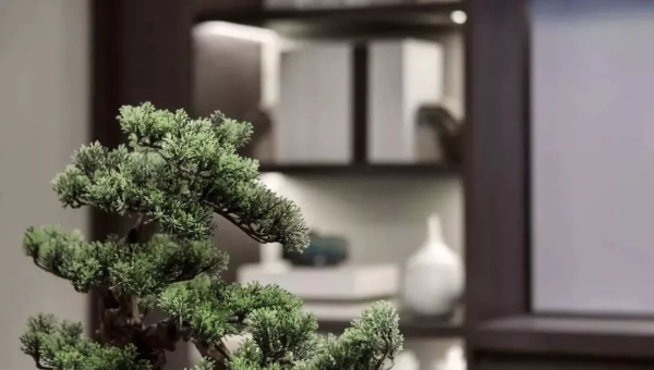 书房摆罗汉松盆景风水好吗