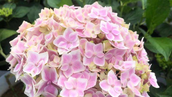 院子里种竹子在角落风水好吗